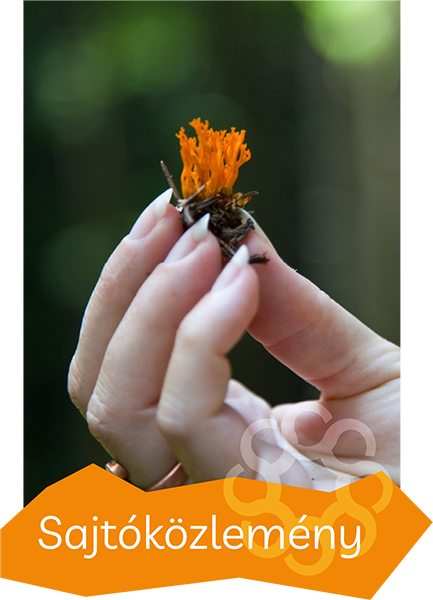 sajtokezlemeny